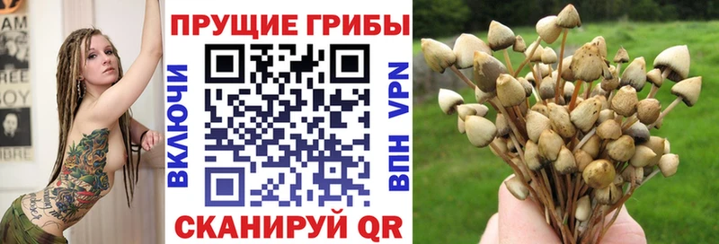 Псилоцибиновые грибы Psilocybine cubensis  купить наркоту  Грайворон 